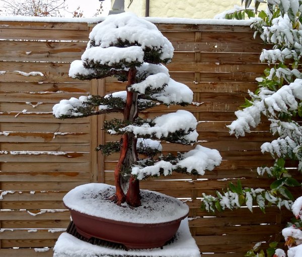 WinterbilderMerlinWinter2012_7.jpg