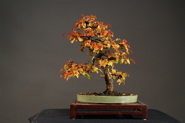 Carpinus turczaniovii