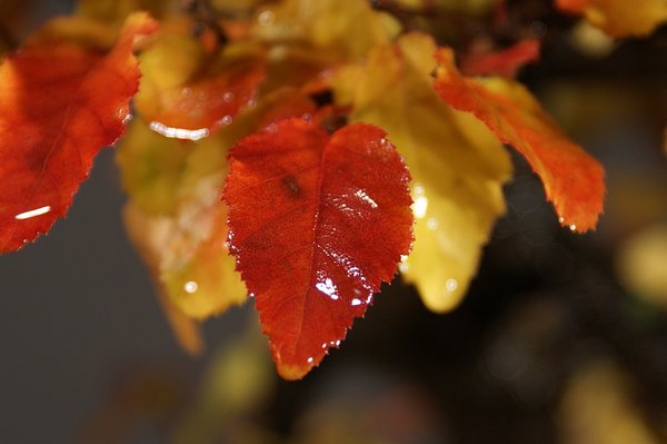 Herbstfärbung der Carpinus turczaniovii