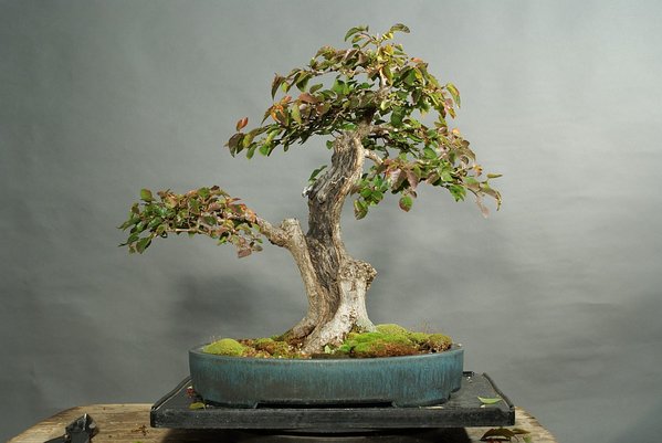 Carpinus coreana