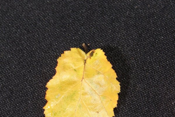 Carpinus turczaniovii Überlappung am Stielansatz