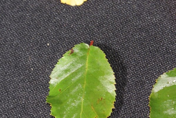 Carpinus coreana - weniger Überlappungen der Blätter am Stielansatz
