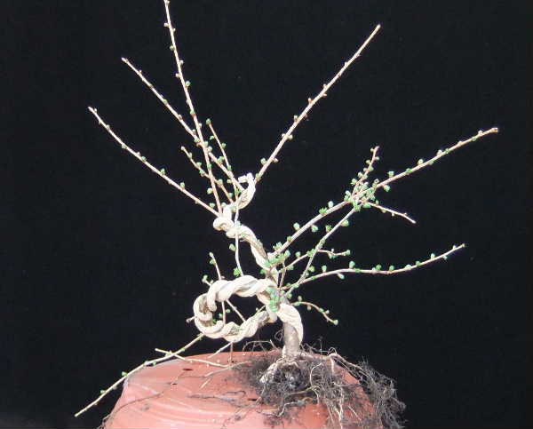 A001-März12-LarDeci.JPG