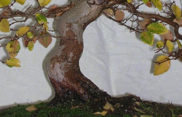 Carpinus coreana
