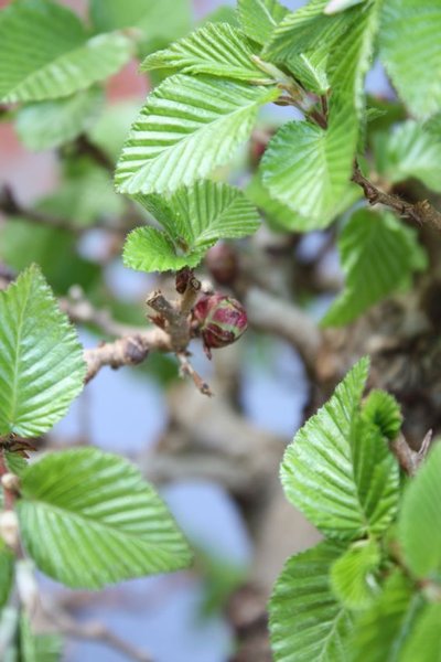 Blüte der Carpinus turczaniovii