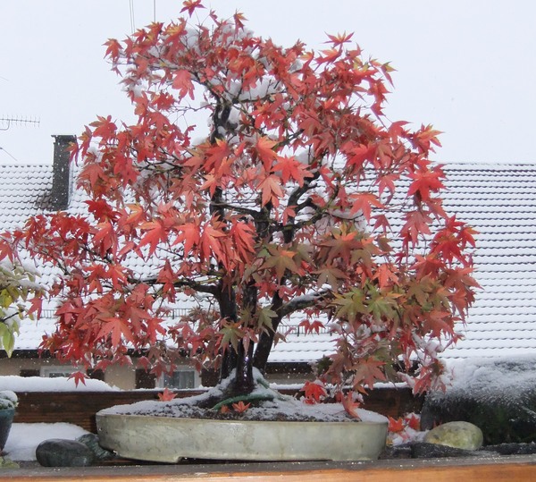 Winterbild1.jpg