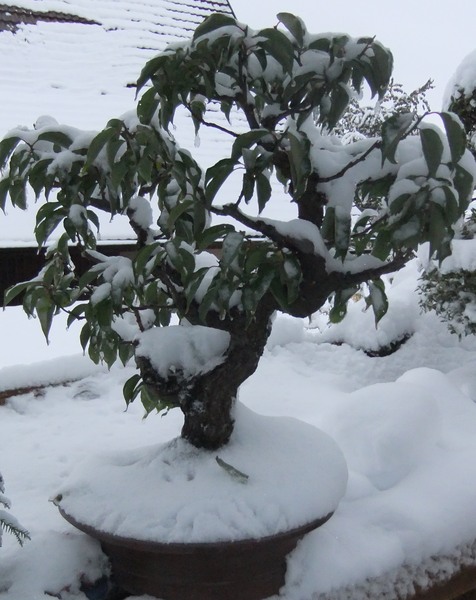 Winterbild2.jpg