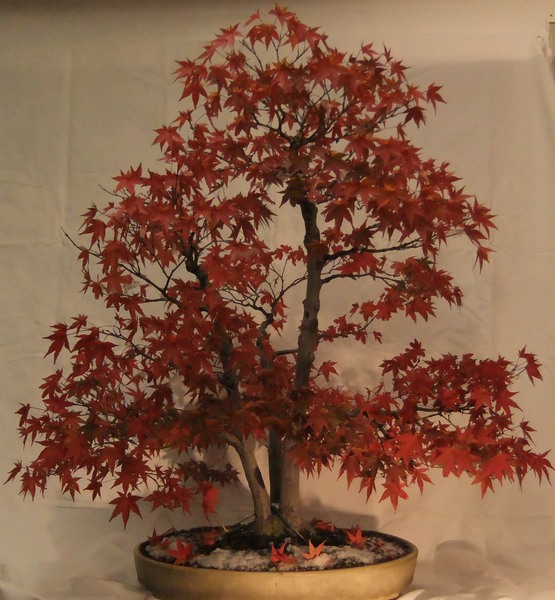 Palmatum1012a.jpg