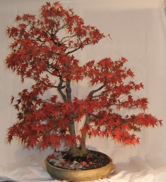Palmatum1012b.jpg