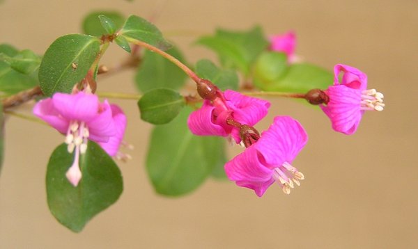 Lechlade 'Tinkerbell' Blüten
