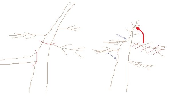 hainbuche.jpg