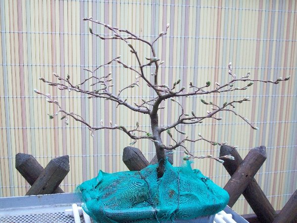 im Frühling des 5. Jahres