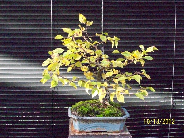 im Herbst des 6. Jahres