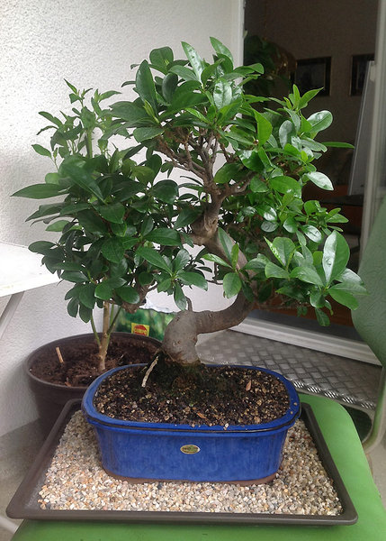 gardenie-sandra_01.jpg