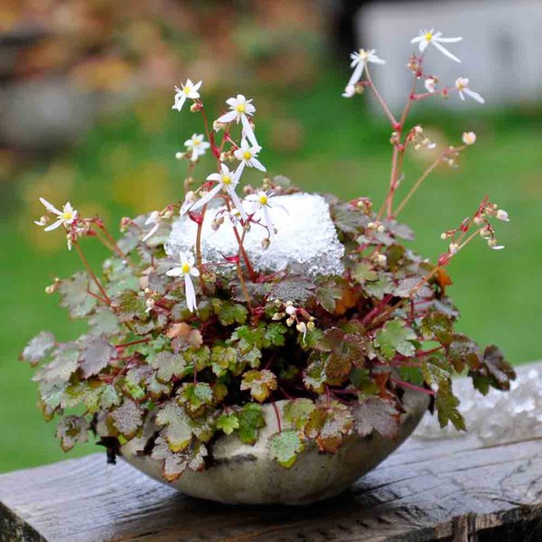 Saxifraga-with-snow_1000.jpg