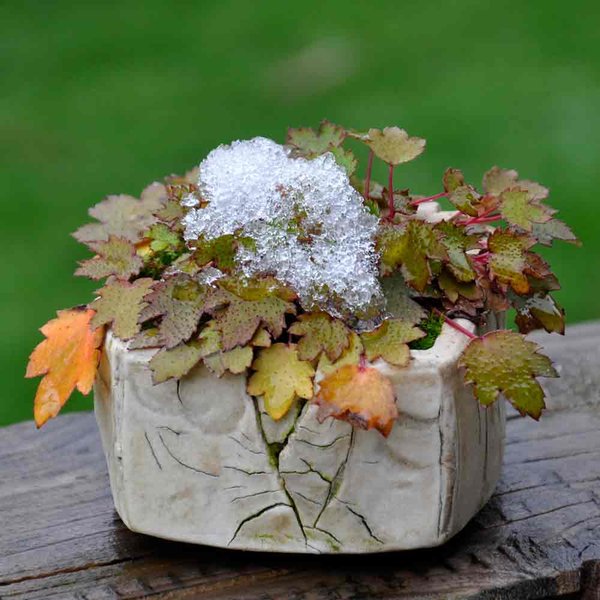 Saxifraga2-with-snow.jpg
