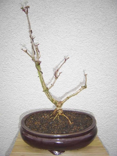2004, die erste Schale