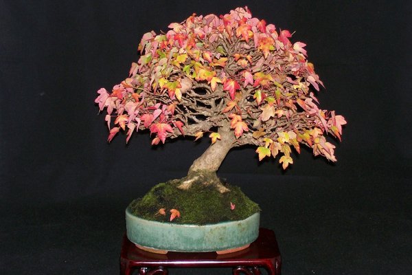 Dreispitzahorn Shohin in Herbstfärbung