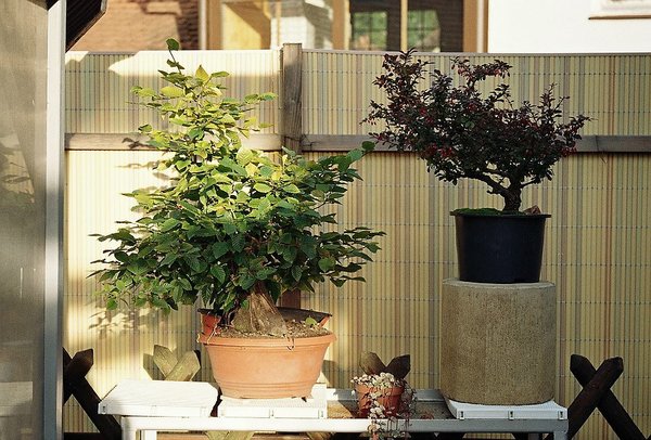 Sommer 2012