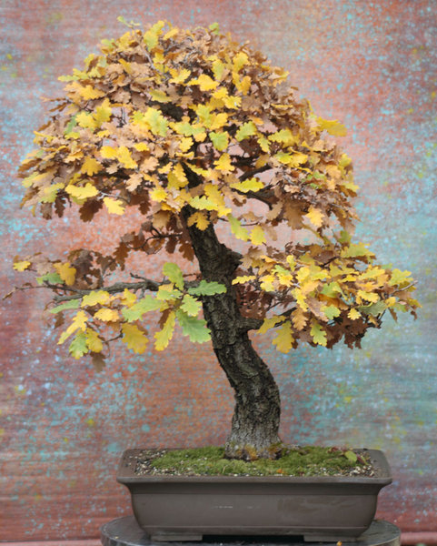 flaumeiche-11-2012.jpg