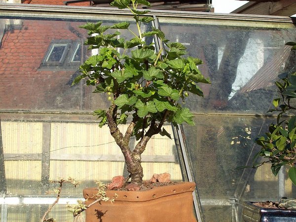 juni 2011