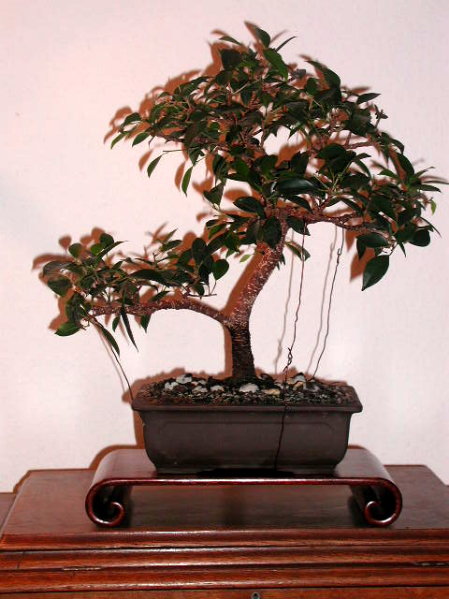Ficus retusa Steckling 5 Jahre alt