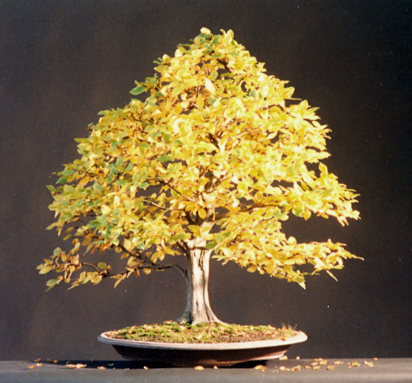 Herbstfärbung 1998<br />Damals war die heutige Rückseite die Ansicht