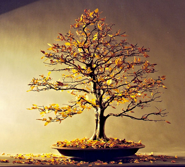 Herbstfärbung 1999<br />Der Baum noch in einer japanischen Industrieschale