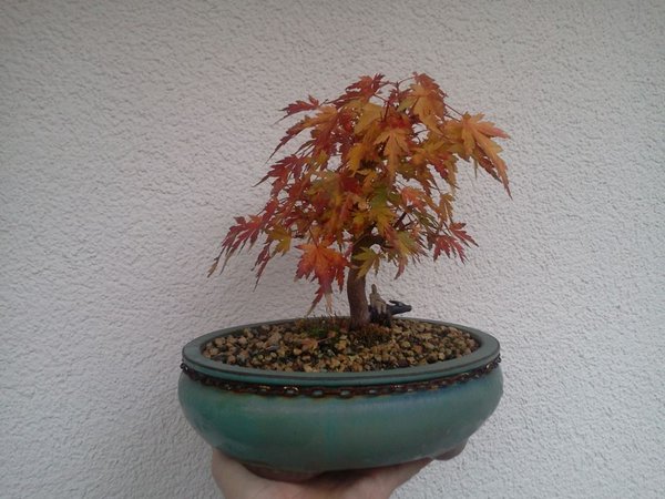 Herbstfärbung