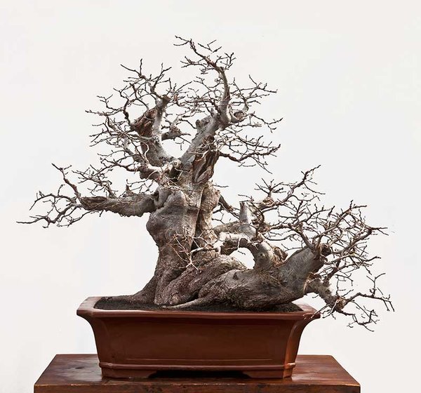 Carpinus orientalis-1-2.jpg