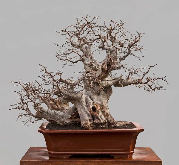 Carpinus orientalis-1-3.jpg