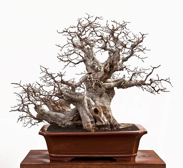 Carpinus orientalis-1-4.jpg