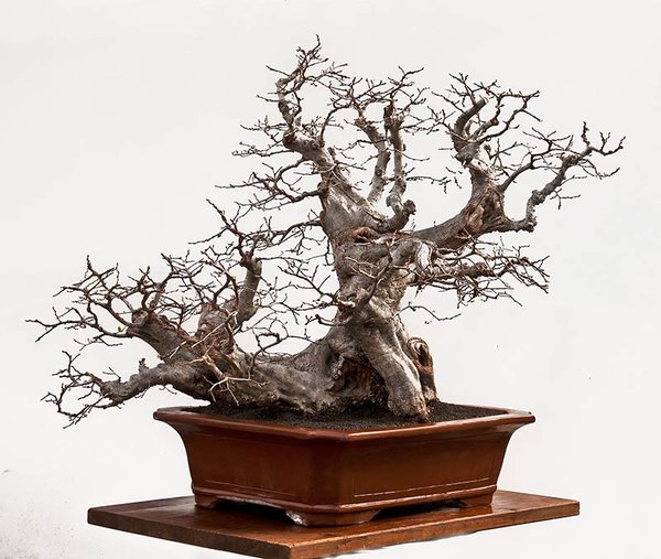 Carpinus orientalis-1-6.jpg