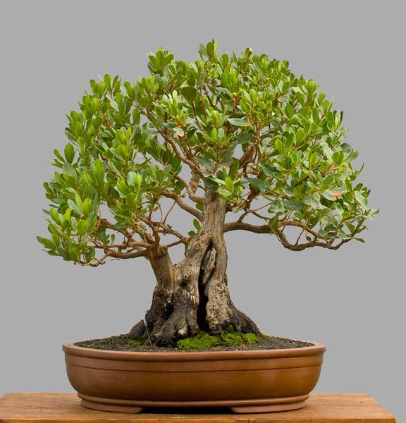 Erdbeerbaum