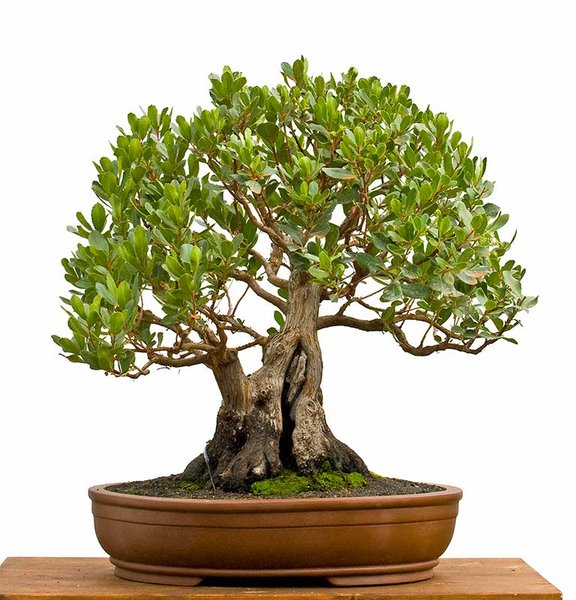 Arbutus unedo 1-2.jpg