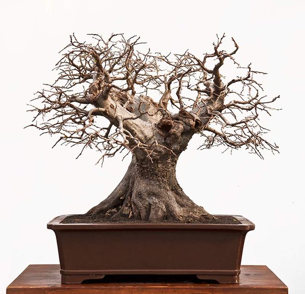 Carpinus orientalis-2-2.jpg