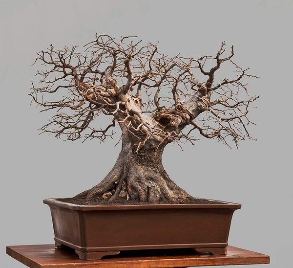 Carpinus orientalis-2-3.jpg