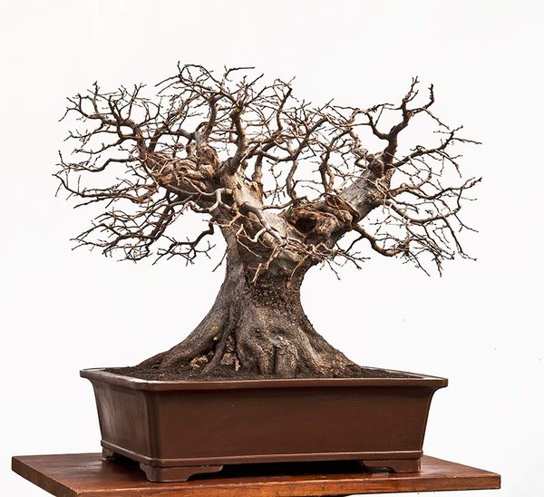 Carpinus orientalis-2-4.jpg