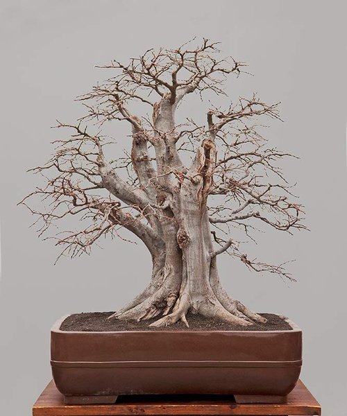 Orientalische Hainbuche