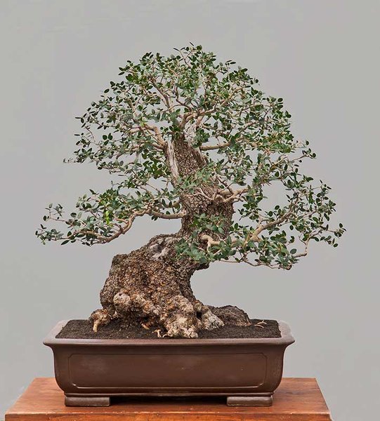 Philirea
