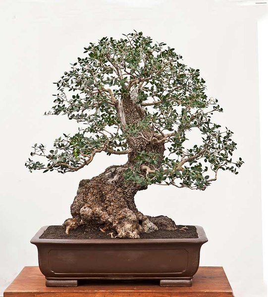 Philirea latifolia 1-2.jpg
