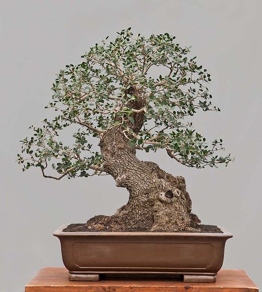 Philirea latifolia 1-3.jpg