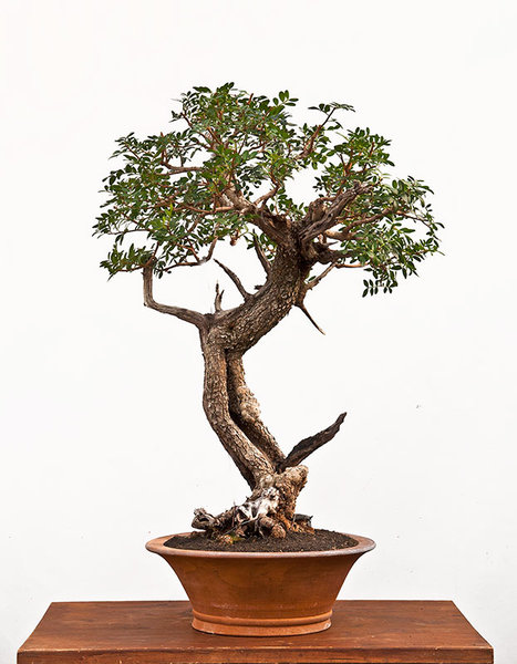 Philirea latifolia 2-4.jpg