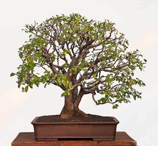 Prunus cerasifera 1-2.jpg