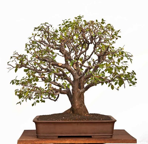 Prunus cerasifera 1-4.jpg
