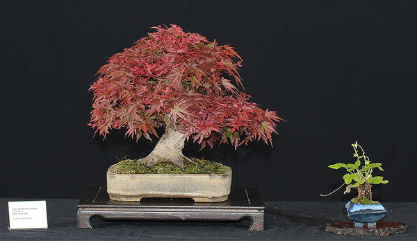 19-Acer-palmatum-Seigen,-Heike-van-Gunst.jpg