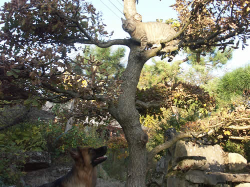 ... der die Katze zun Fressen gern hat