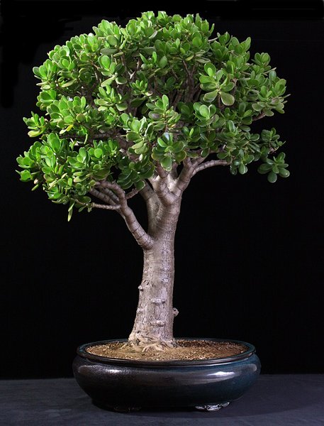 Crassula ovata BFF.JPG