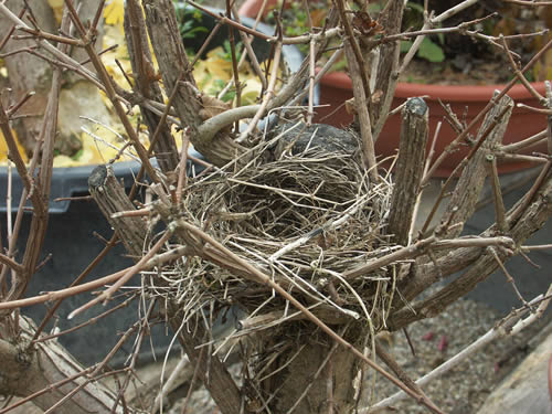 nicht zu glauben, ein Vogelnest im Bonsai ...