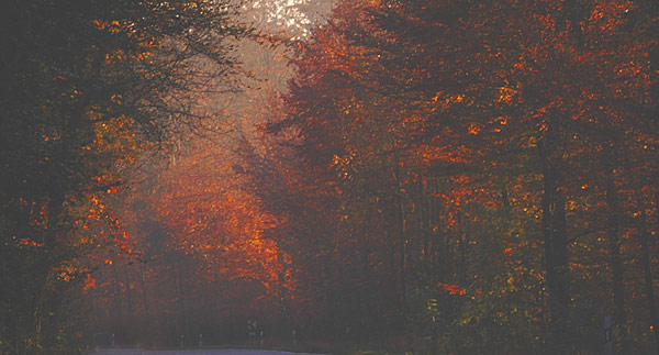 Dsc_1793v.jpg